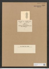 Diatomeae indet. (de-Toni-Nr.: Species 1694 ?) Zeichnungen Sammlung Grunow Nr. 3268 (NHMW-BOT-W0370744)